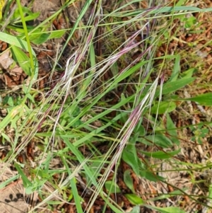 Nassella neesiana at Mawson, ACT - 24 Nov 2022 12:04 PM