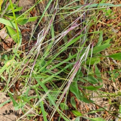 Nassella neesiana (Chilean Needlegrass) at Mawson, ACT - 24 Nov 2022 by Mike