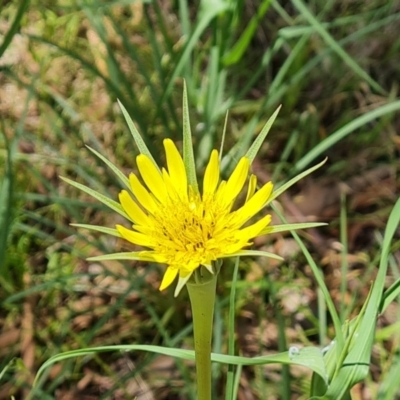 Tragopogon dubius (Goatsbeard) at Mawson, ACT - 24 Nov 2022 by Mike