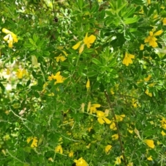 Genista monspessulana (Cape Broom, Montpellier Broom) at Isaacs, ACT - 24 Nov 2022 by Mike