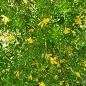 Genista monspessulana at Isaacs, ACT - 24 Nov 2022