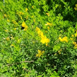 Genista monspessulana at Isaacs, ACT - 24 Nov 2022