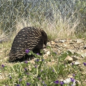 Tachyglossus aculeatus at Steels Creek, VIC - 20 Nov 2022 03:19 PM