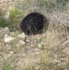 Tachyglossus aculeatus at Steels Creek, VIC - 20 Nov 2022