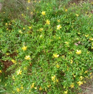 Hypericum androsaemum at Mongarlowe, NSW - 5 Jan 2022