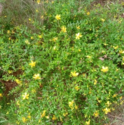 Hypericum androsaemum (Tutsan) at Mongarlowe River - 5 Jan 2022 by Neville