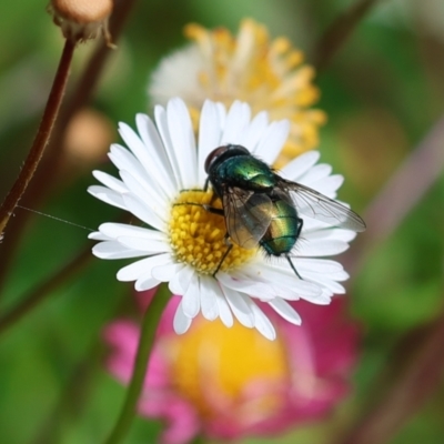 Lucilia sp. (genus) (A blowfly) at Wodonga, VIC - 24 Nov 2022 by KylieWaldon