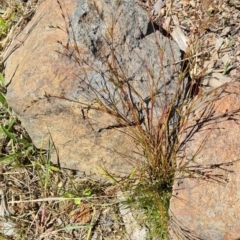 Juncus bufonius (Toad Rush) at Molonglo Valley, ACT - 24 Nov 2022 by galah681