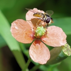 Simosyrphus grandicornis (Common hover fly) at Wodonga - 23 Nov 2022 by KylieWaldon