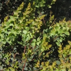 Acacia pravissima (Wedge-leaved Wattle, Ovens Wattle) at Weetangera, ACT - 23 Nov 2022 by pinnaCLE