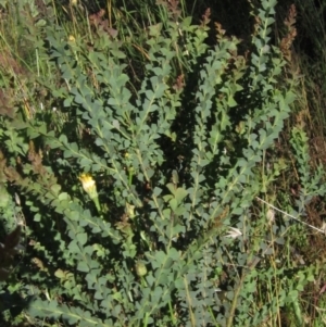 Acacia pravissima at Weetangera, ACT - 23 Nov 2022 04:32 PM