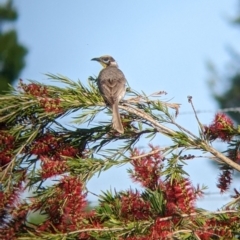 Philemon citreogularis (Little Friarbird) at Albury - 18 Nov 2022 by Darcy