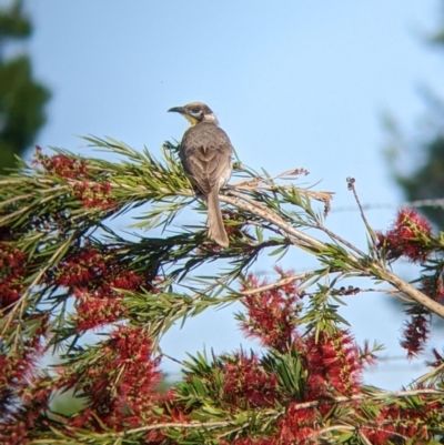 Philemon citreogularis (Little Friarbird) at North Albury, NSW - 18 Nov 2022 by Darcy