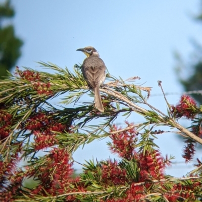 Philemon citreogularis (Little Friarbird) at Albury - 18 Nov 2022 by Darcy