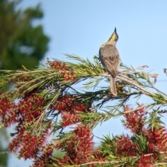 Philemon citreogularis at North Albury, NSW - suppressed