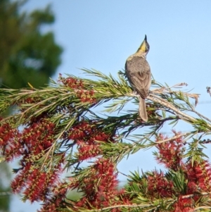 Philemon citreogularis at North Albury, NSW - suppressed