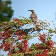 Philemon citreogularis at North Albury, NSW - suppressed