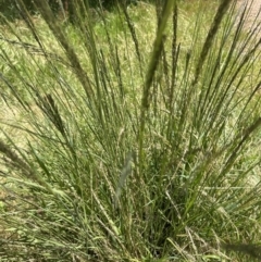Sporobolus sp. (A Rat's Tail Grass) at Aranda, ACT - 24 Nov 2022 by lbradley