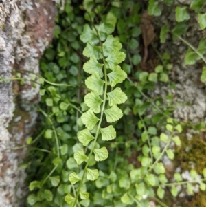 Asplenium flabellifolium at Table Top, NSW - 19 Nov 2022