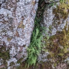 Asplenium flabellifolium at Table Top, NSW - 19 Nov 2022