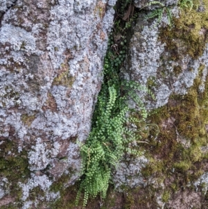 Asplenium flabellifolium at Table Top, NSW - 19 Nov 2022