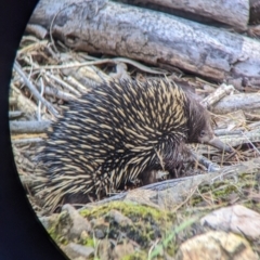 Tachyglossus aculeatus (Short-beaked Echidna) at Woomargama, NSW - 24 Nov 2022 by Darcy