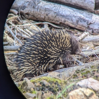 Tachyglossus aculeatus (Short-beaked Echidna) at Woomargama, NSW - 23 Nov 2022 by Darcy