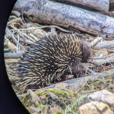 Tachyglossus aculeatus (Short-beaked Echidna) at Woomargama, NSW - 24 Nov 2022 by Darcy