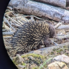 Tachyglossus aculeatus (Short-beaked Echidna) at suppressed - 23 Nov 2022 by Darcy