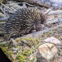 Tachyglossus aculeatus at Woomargama, NSW - 24 Nov 2022