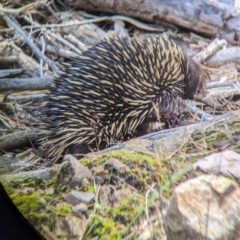 Tachyglossus aculeatus at Woomargama, NSW - 24 Nov 2022