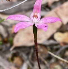 Caladenia fuscata (Dusky Fingers) at Acton, ACT - 20 Oct 2021 by lisarobins