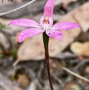 Caladenia fuscata at Acton, ACT - suppressed