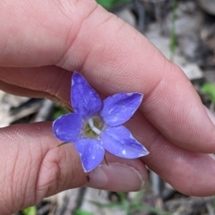 Wahlenbergia stricta subsp. alterna (Tall Bluebell) at suppressed - 24 Nov 2022 by Darcy
