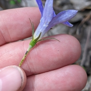 Wahlenbergia stricta subsp. alterna at Woomargama, NSW - suppressed