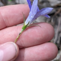 Wahlenbergia stricta subsp. alterna at Woomargama, NSW - suppressed