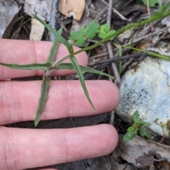 Wahlenbergia stricta subsp. alterna at Woomargama, NSW - suppressed