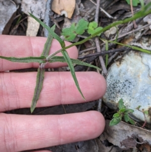 Wahlenbergia stricta subsp. alterna at Woomargama, NSW - suppressed