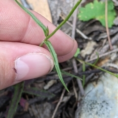 Wahlenbergia stricta subsp. alterna at Woomargama, NSW - suppressed