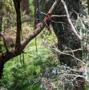Platycercus elegans at Woomargama, NSW - 24 Nov 2022