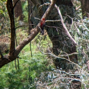 Platycercus elegans at Woomargama, NSW - suppressed
