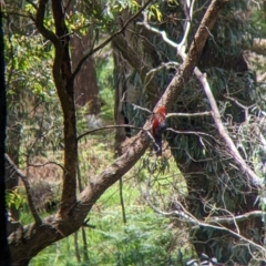 Platycercus elegans at Woomargama, NSW - suppressed