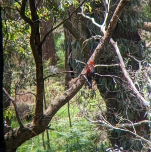 Platycercus elegans at Woomargama, NSW - suppressed