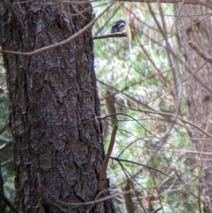 Petroica boodang at Woomargama, NSW - suppressed