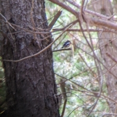 Petroica boodang at Woomargama, NSW - 24 Nov 2022