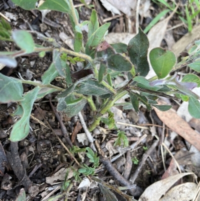 Acacia sp. (A Wattle) at Higgins Woodland - 24 Nov 2022 by Jillw