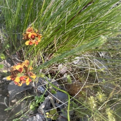 Dillwynia sericea (Egg And Bacon Peas) at Point 73 - 24 Nov 2022 by lbradley