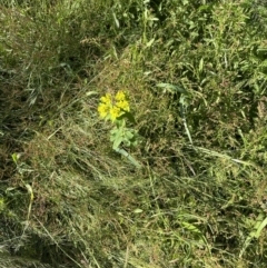 Euphorbia oblongata at Aranda, ACT - 24 Nov 2022