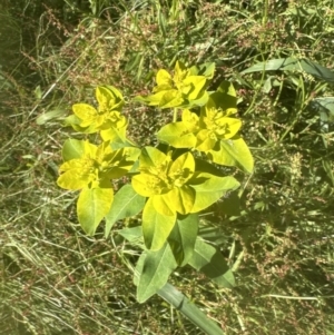 Euphorbia oblongata at Aranda, ACT - 24 Nov 2022