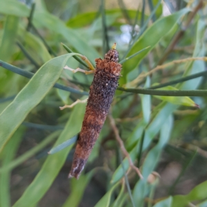 Conoeca or Lepidoscia (genera) IMMATURE at Kambah, ACT - 24 Nov 2022 04:32 PM